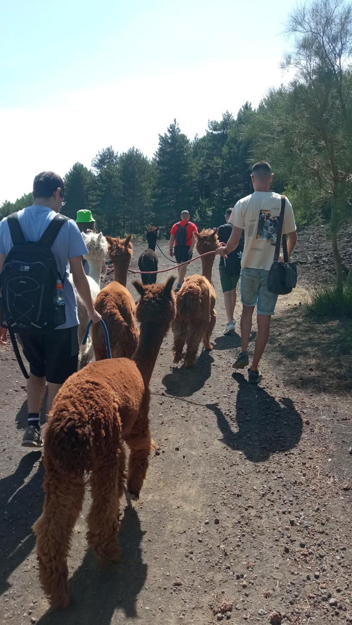 Alpaca Etna Rooms Da Mariagiovanna 林瓜格洛萨 外观 照片