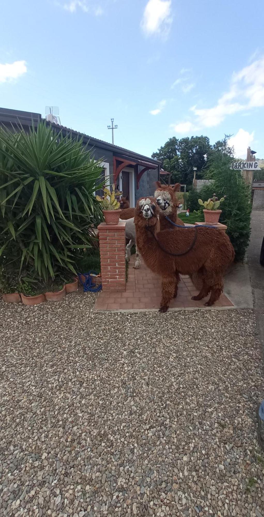 Alpaca Etna Rooms Da Mariagiovanna 林瓜格洛萨 外观 照片