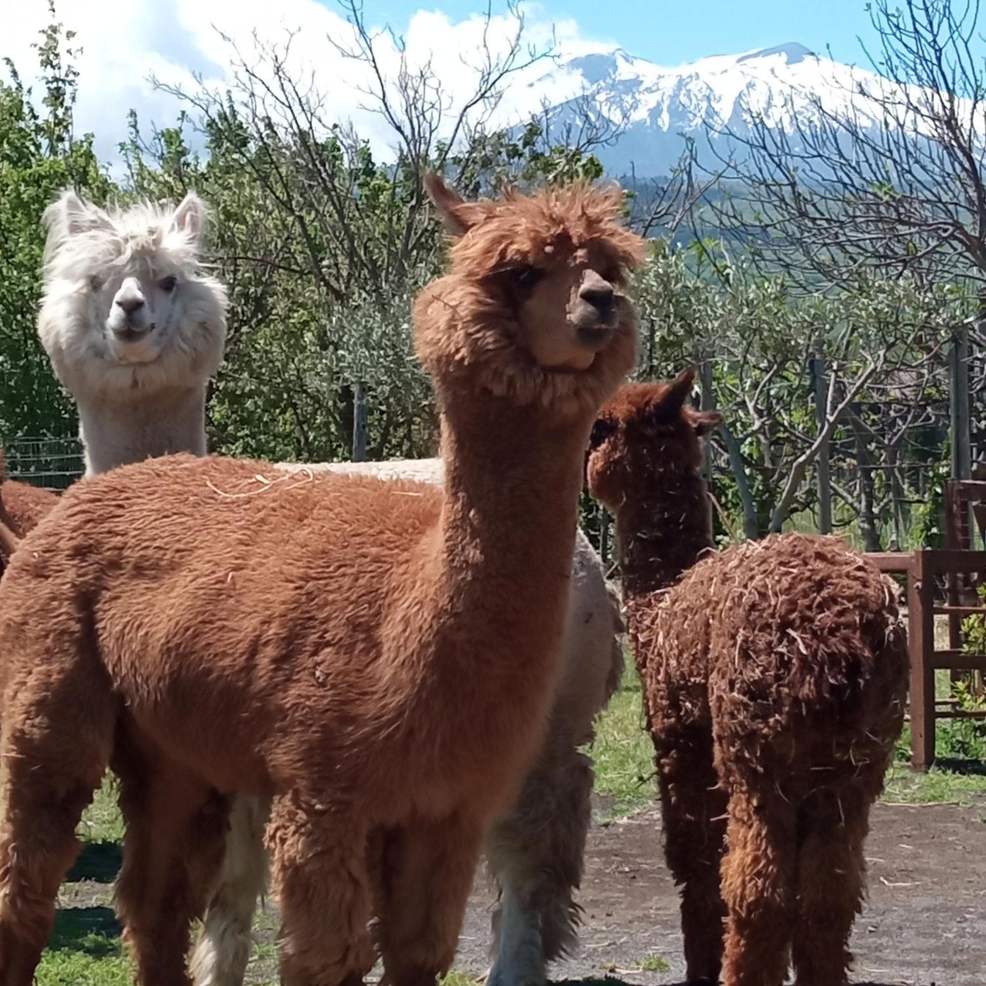 Alpaca Etna Rooms Da Mariagiovanna 林瓜格洛萨 外观 照片