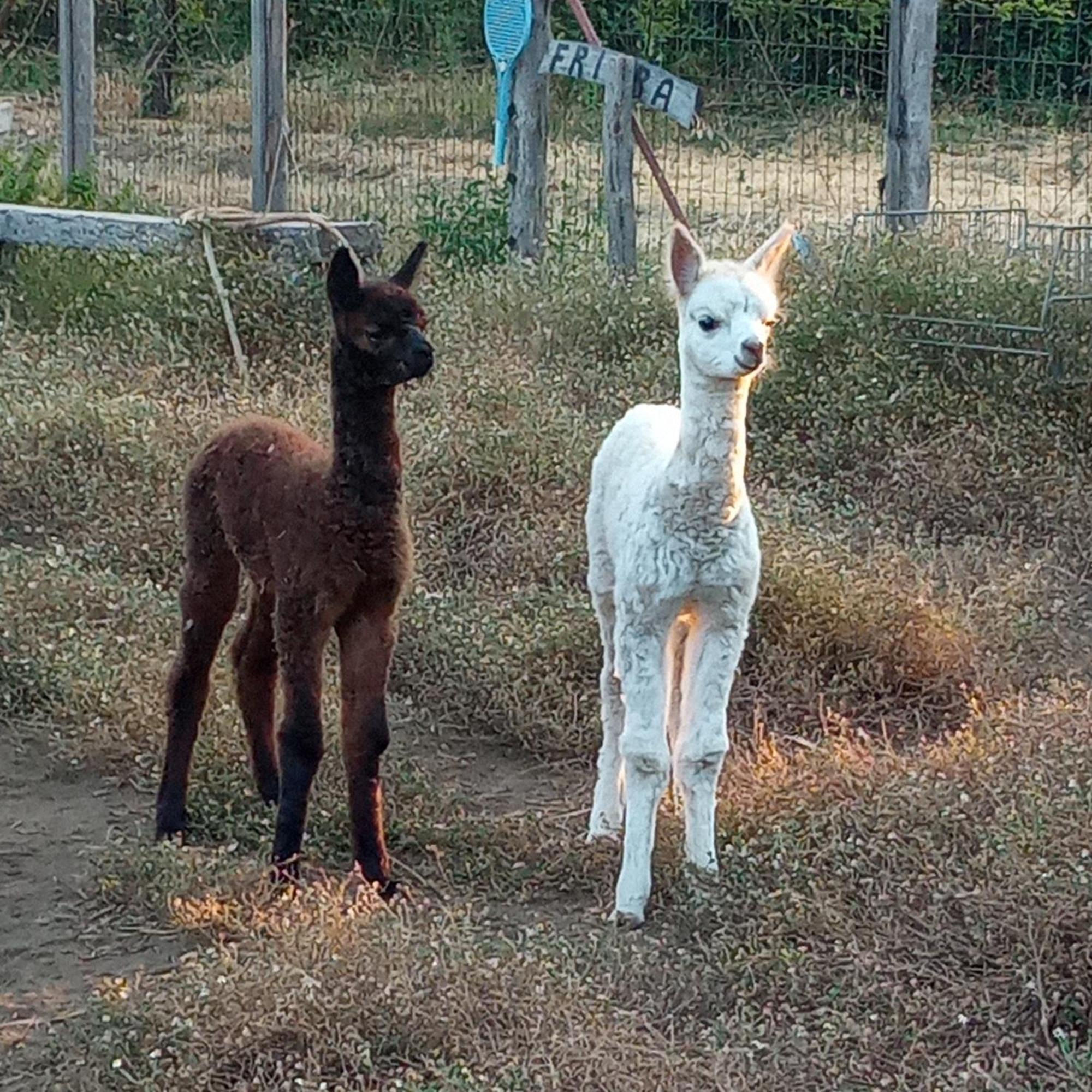 Alpaca Etna Rooms Da Mariagiovanna 林瓜格洛萨 外观 照片
